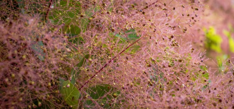 Bright Flowering Smoke Bush photo. Cotinus coggygria blossom bush photography. Royal purple smoke bush in the parkland. High quality picture for wallpaper