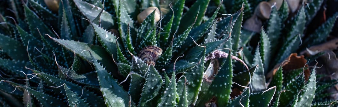 Aloe green ornamental plant with small white thorns. Close up of a garden snail on stem of plant photo. Autumn atmosphere image. Selective focus. High quality picture for wallpaper, travel blog.