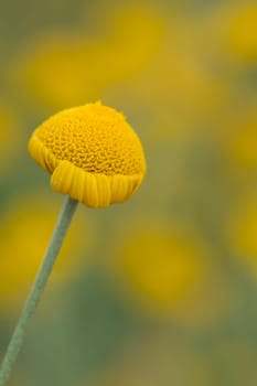 Yellow daisy on flowers background macro