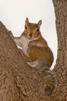 A squirrel looking at you while sitting on a tree 