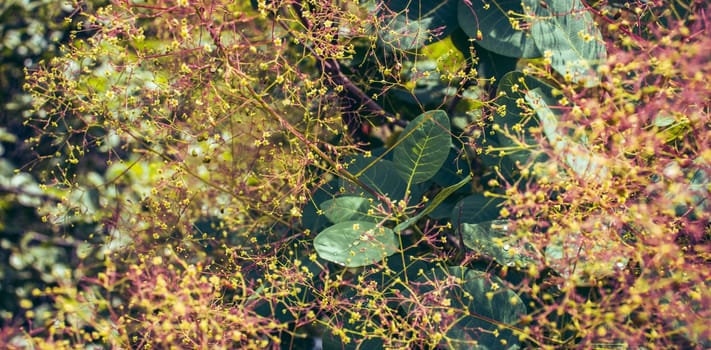 Cotinus coggygria blossom bush photo. Royal purple smoke bush photography. Growing plants in morning garden. Smoke tree bright bush. High quality picture for wallpaper