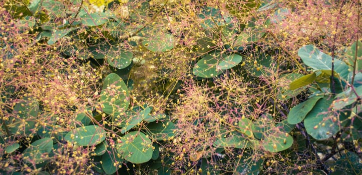 Close up bright blossom bush with raindrops concept photo. Royal purple smoke bush, smoke tree and purple smoke tree. High quality picture for wallpaper