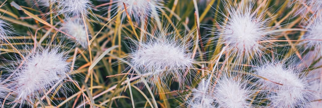 Close up white cotton flowers meadow grass photo. White Lagurus Ovatus poster. Garden photography. Countryside at autumn season. High quality picture for wallpaper, article