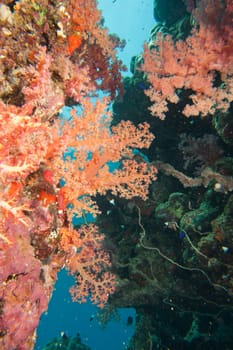 Colorful underwater landscape of red sea while scuba diving