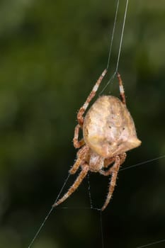 A spider hanging in its web net