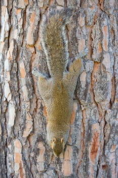 Isolated grey squirrel hanging on a tree