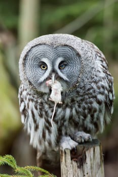 Grey owl portrait on the forest background 