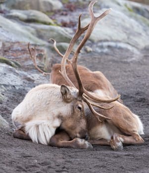 reindeer portrait while looking at you