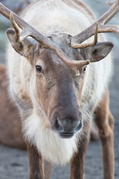 reindeer portrait while looking at you