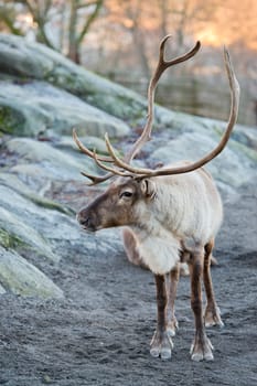 reindeer portrait while looking at you