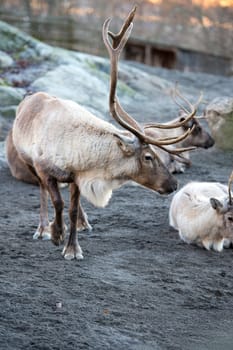 reindeer portrait while looking at you