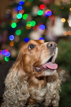 A santa dressed puppy dog christmas on Xmas tree background