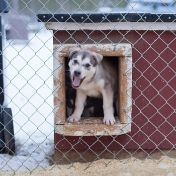 puppy two months old husky sled dog portrait while looking at you