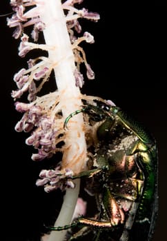 Green metallic beatle while eating pollen into a hibiscus