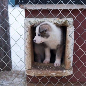 puppy two months old husky sled dog portrait while looking at you