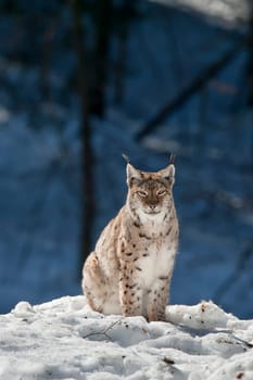 lynx in the snow background while looking at you