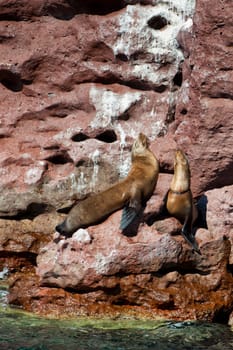 sea lion seals while relaxing on rocks