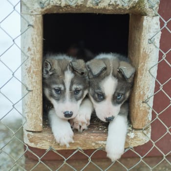 puppy two months old husky sled dog portrait while looking at you