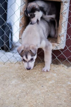 puppy two months old husky sled dog portrait while looking at you