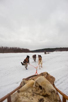 sledding with husky dogs in lapland