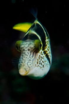 Box Fish close up portrait while looking at you on black background