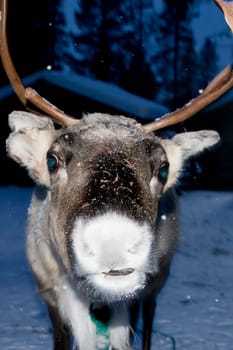 reindeer portrait in winter snow time while eating moss