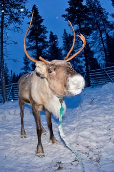 reindeer portrait in winter snow time while eating moss