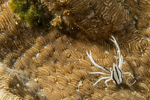 Black and white crab underwater on hard coral in Philippines