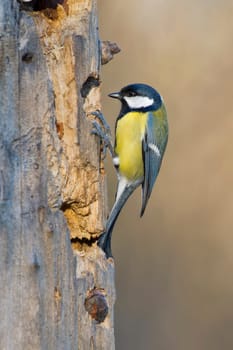 great blue tit bird portrait while looking at you