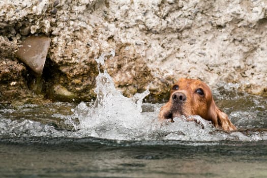 An english brown cocker spaniel running to you in the river water background