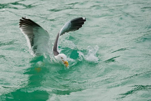 Seagull flying to you in the green water tropical paradise background