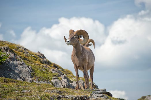 Big Horn Sheep Ovis canadensis portrait on the mountain background