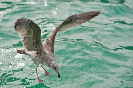 Seagull flying to you in the green water tropical paradise background