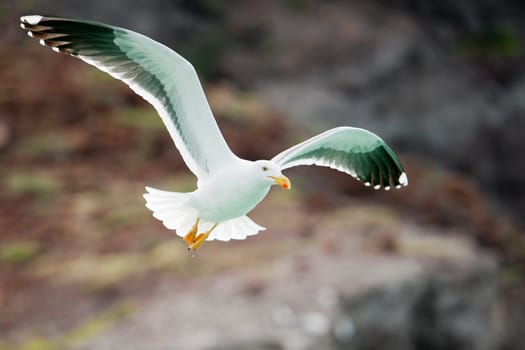 Seagull flying to you in the rocks background