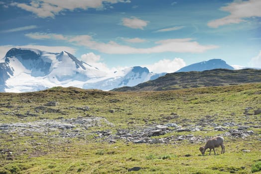 Big Horn Sheep Ovis canadensis portrait on the mountain background