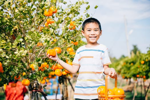 A smiling boy eagerly reaches for an orange in a lush orange tree garden. His joyful portrait amidst the farm captures the child's excitement emphasizing the beauty of harvesting fresh fruits.