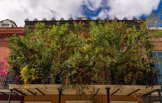 Heavily overgrown plants on a traditional New Orleans balcony in French Quarter