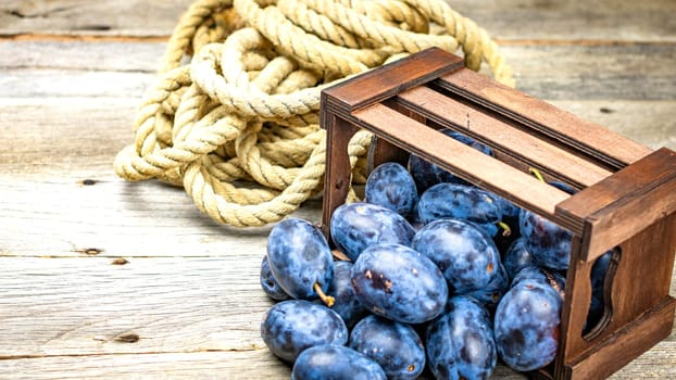 Ripe blue plums in a wooden crate in a rustic composition.