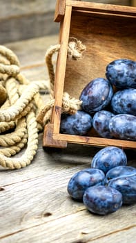 Ripe blue plums in a wooden crate in a rustic composition.