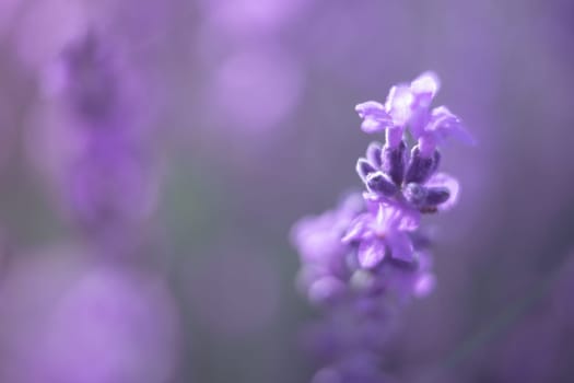 Lavender flower blooming scented fields in endless rows. Selective focus on Bushes of lavender purple aromatic flowers at lavender field. Abstract blur for background.