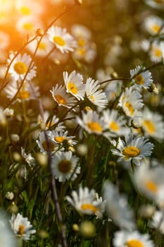 Daisy Chamomile background. Beautiful nature scene with blooming chamomilles in sun flare. Sunny day. Summer flowers