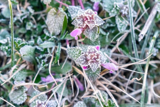 Beautiful frozen microcosmos. Freezing weather frost action in nature. First frost at frozen field plants close-up autumn shot