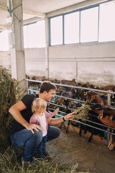 Little girl looks at dad feeding hay to goats in paddock. High quality photo