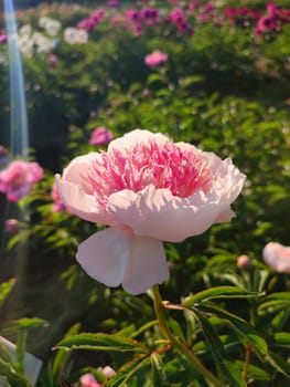 Large big peony flower with large petals of pink crimson red color with stamens and green leaves close-up. Beautiful blossoming of beautiful Peony flower. Beautiful flower peony blossom in spring