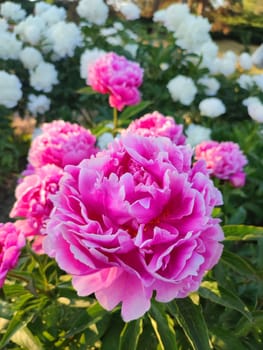 Large big peony flower with large petals of pink crimson red color with white border and green leaves close-up. Beautiful blossoming of beautiful Peony flower. Beautiful flower peony blossom in spring