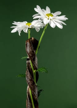 Creative still life with old rusty drill bit and white chamomile on a green background