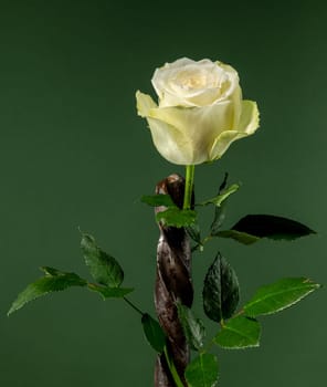 Creative still life with old rusty drill bit and white rose on a green background