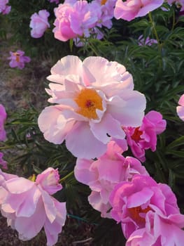 Large big peony flower with large petals of pink crimson red color with stamens and green leaves close-up. Beautiful blossoming of Peony flower on morning evening. Flower peony blossom in spring