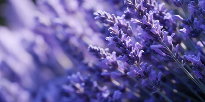 Macro detail to small aromatic evergreen shrub of the mint family, with narrow leaves and bluish purple flowers, nature concept