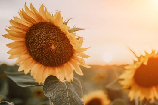 Close-up of a sunflower growing in a field of sunflowers during a nice sunny summer day with some clouds. Helianthus